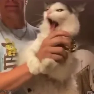 Video sticker 😾 Cats by Iris [HITLER] 2 @YourSinnerMommy