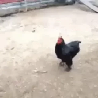 Video sticker ❤ @SnuffDied × @PythonTools7