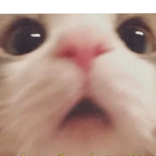 Telegram sticker 🙀 OsatoSam