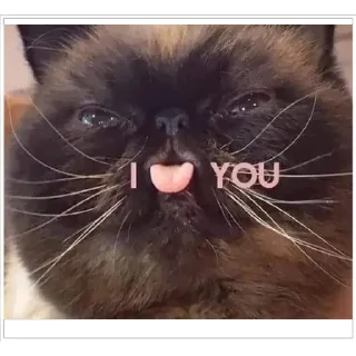 Video sticker ❤️ OsatoSam