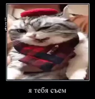 Video sticker 🌟 Pan pan Стикеры Еркоши @ImErkosha :: @fStikBot