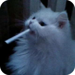 Video sticker 🐱 @Hinata113