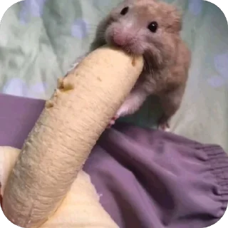 Telegram sticker 🫥 kristine