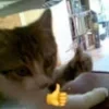Sticker 👍 #CATS ! @synthvv :: @fStikBot