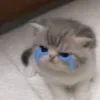 Video sticker 😭 #CATS ! @synthvv :...