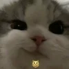Video sticker 😼 #CATS ! @synthvv :...