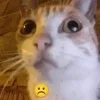 Sticker ☹️ #CATS ! @synthvv :: @fStikBot
