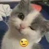 Video sticker 😉 #CATS ! @synthvv :...