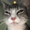 Video sticker 😑 #CATS ! @synthvv :...