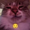 Sticker 😏 #CATS ! @synthvv :...