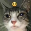 Sticker 🥹 #CATS ! @synthvv :: @fStikBot