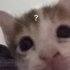 Video sticker ❓ #CATS ! @synthvv :...