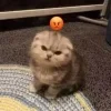 Video sticker 😡 #CATS ! @synthvv :...