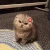 Video sticker 😠 #CATS ! @synthvv :...