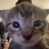 Sticker 🤬 #CATS ! @synthvv :: @fStikBot