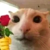 Sticker 🌹 #CATS ! @synthvv :: @fStikBot