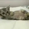 Video sticker 💤 #CATS ! @synthvv :...