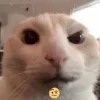 Sticker 🤨 #CATS ! @synthvv :: @fStikBot