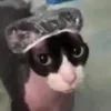 Sticker 🙄 #CATS ! @synthvv :: @fStikBot