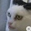 Sticker 😶 #CATS ! @synthvv :: @fStikBot
