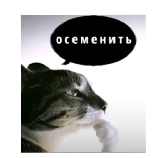 Sticker 🐱 Пикчи
