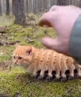 Video sticker 🤩 Кошкогусеницы @MoiStikiBot