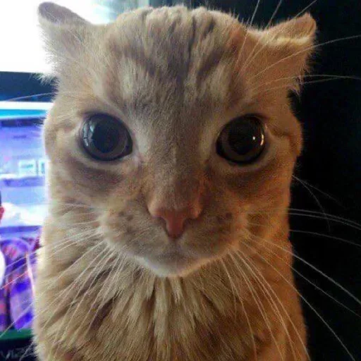 Telegram sticker 🖼 Yui🫧's W sticker Pack