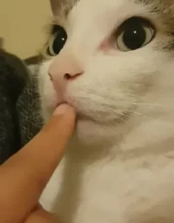 Video sticker 🤫 Yui🫧's W sticker Pack