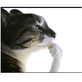 Video sticker 👍 Yui🫧's W sticker Pack