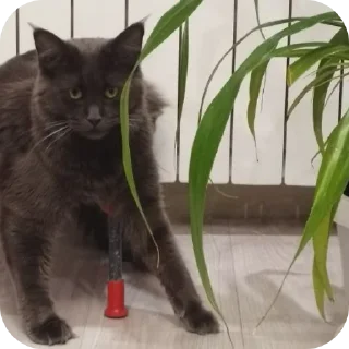 Telegram sticker 👺 Шушэнция