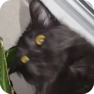 Telegram sticker 🐱 Шушэнция