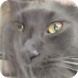 Telegram sticker 🤓 Шушэнция