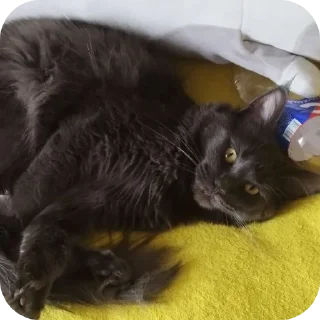 Telegram sticker 🐶 Шушэнция