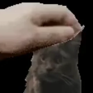 Video sticker 🌟 Шушэнция