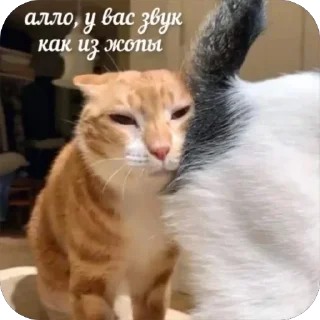 Video sticker ☎️ Больше стиков тут: @stikery4