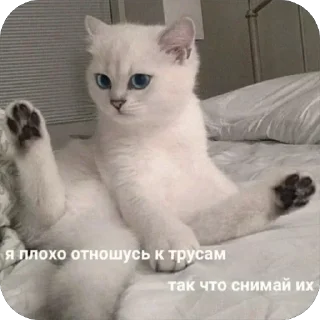 Video sticker 🩲 Больше стиков тут: @stikery4