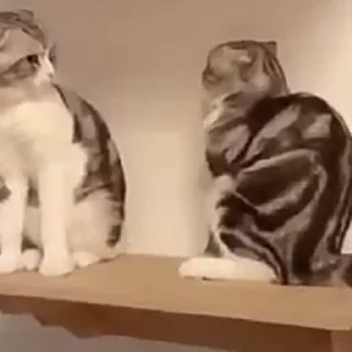 Video sticker 🆗 𝘑𝘖𝘐𝘕 @U_C_CV |˹Bꪗ @X_U_G ✘˼