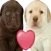 Sticker 😘 DOGGIES @HUBXE / @MIMXE