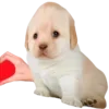 Sticker 😍 DOGGIES @HUBXE / @MIMXE