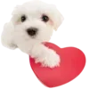 Sticker ❤️ DOGGIES @HUBXE / @MIMXE