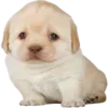 Sticker 🫤 DOGGIES @HUBXE / @MIMXE
