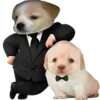 Video sticker 😎 DOGGIES @HUBXE / @...