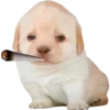 Sticker 🤪 DOGGIES @HUBXE / @MIMXE