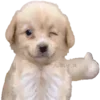 Sticker 👍 DOGGIES @HUBXE / @MIMXE