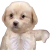 Sticker 👎 DOGGIES @HUBXE / @MIMXE