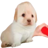 Sticker 🥰 DOGGIES @HUBXE / @MIMXE