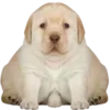 Sticker 😉 DOGGIES @HUBXE / @MIMXE