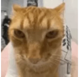 Video sticker 😃 it's just sobeukwon incident