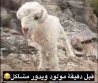 Telegram stiker 🙃 @Good3bood & @Good7md