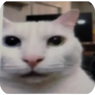 Telegram sticker 🐱 Finx